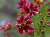 Coreopsis 'Ruby Frost'